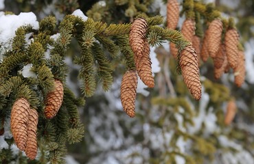 spruce tree cones 