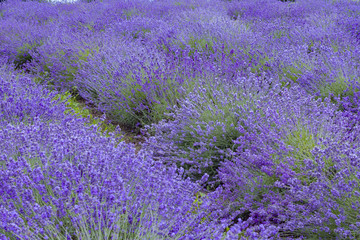 Lavender field