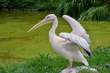 Pelican with spread wings against the backdrop of a pond and green grass. United Kingdom.