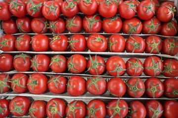 Arranged red fresh tomatoes