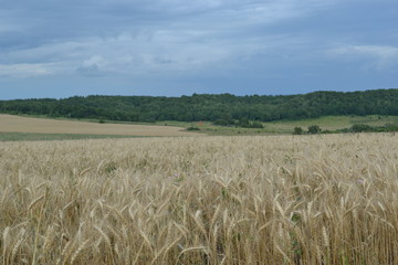 field of wheat