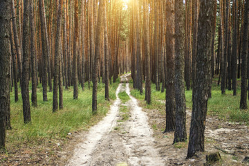 Forest road in a pine forest at sunset. Can be used as wallpaper or background