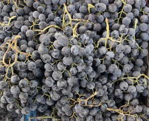 Back grapes of Absheron, Azerbaijan