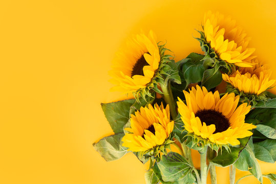 Fototapeta Sunflower fresh flowers on yellow background with copy space