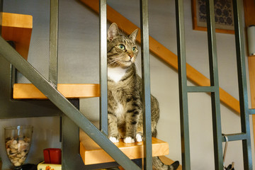 Katze europäische Kurzhaar mit weißer Brust, sitzend auf einer Treppe