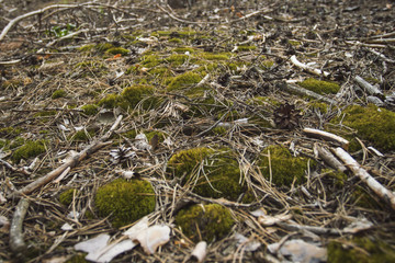 Forest Soil with cones, moss and pine needles. Can be used as wallpaper or background