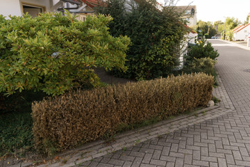 buchsbaumhecke, die durch den Buchsbaumzünsler zerstört wurde mit Straßenansicht
