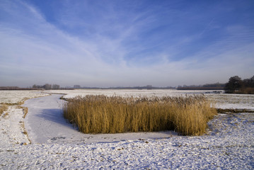 Frozen pond with reed