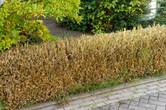 buchsbaumhecke, die durch den Buchsbaumz&uuml;nsler zerst&ouml;rt wurde