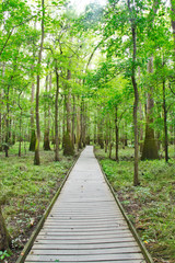A boardwalk passing through cypress trees in the swamp of Congaree National Park.