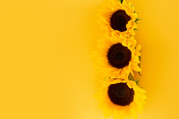 Sunflower fresh flowers heads on yellow, flat lay floral border with copy space