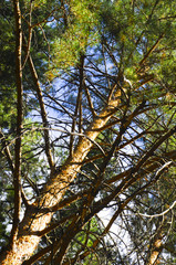 Fototapeta premium forest, tree, nature, green, trees, landscape, wood, park, summer, spring, foliage, leaf, path, environment, grass, woods, road, leaves, natural, plant, sky, light, outdoor, branch, woodland