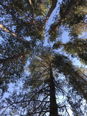 Парад сосен