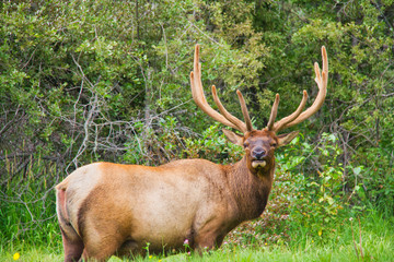 Naklejka na ściany i meble A single bull elk with full antlers looking at the viewer.