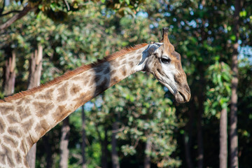 Giraffe