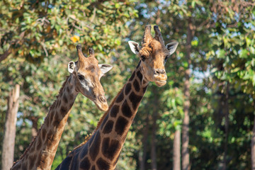 Giraffe