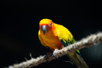 Sun parakeet