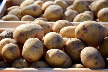 Kartoffelernte, Kartoffeln mehlig kochend