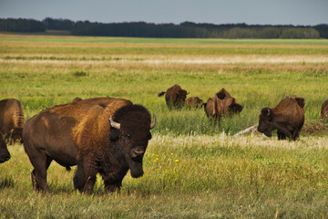 A head of American Bison in a pasture in the Great Plains of Saskatchewan, Canada