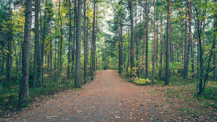 Forest path at october.