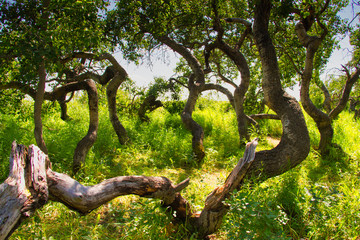 The Crooked Bush is a grove of aspen trees that grow in all directions, except straight up.