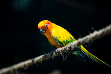 Sun parakeet