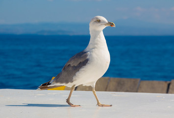 Gabbiano che passeggia 