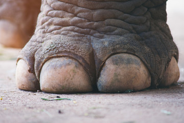 closeup image nail and foot of elephant