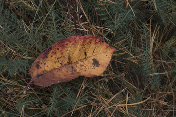 leave on the grass