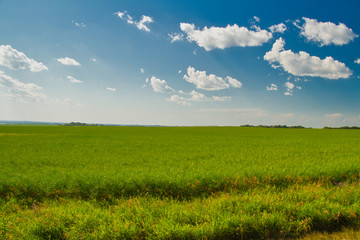 Fototapeta premium A field in Saskatchewan, Canada in summer under a blue sky with light, puffy clouds.