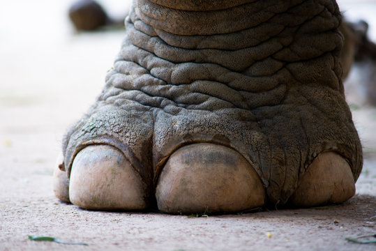 closeup image nail and foot of elephant