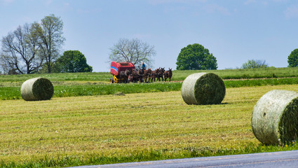 Amish Farmer Harvesting the Crop
