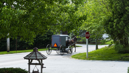 Amish Horse and Buggy going down the Road