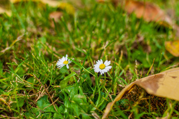 Biały kwiat stokrotki na tle zielonej trawy - obrazy, fototapety, plakaty
