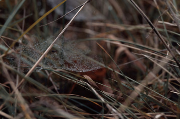 spiderweb in the grass
