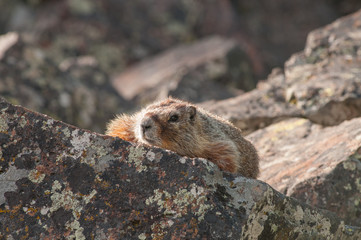 Yellow bellied marmot