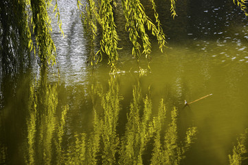 Obraz premium Salkım Söğüt