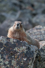 Yellow bellied marmot