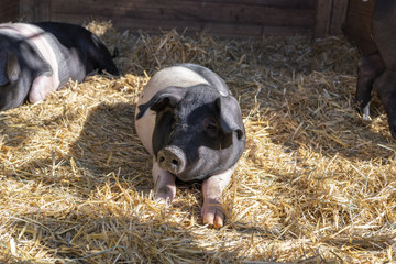 Young pig on straw