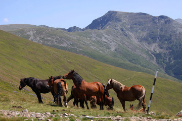 Herd of horses in the Parang Mountains, Southern Carpathians, Romania