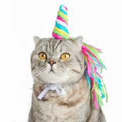 Big Scottish or British gray cat in the role of a unicorn, with a rainbow horn fairy tale concept, isolate