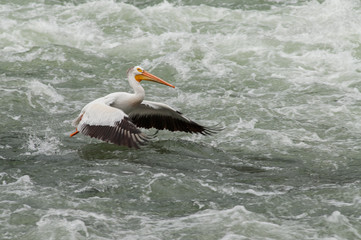 Pelican