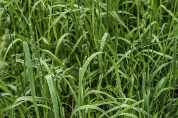 green grass with water drops, texture, background