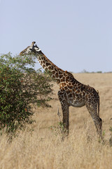 Giraffe is the tallest living terrestrial animal
