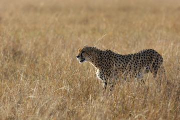 Cheetah is a big cat also know as the hunting leopard