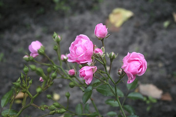  pink rose