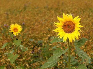 Fototapeta premium Two sunflowers in dry autumn field