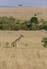 Giraffe is the tallest living terrestrial animal