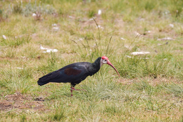Glattnackenibis im Golden-Gate-Highlands-Nationalpark Südafrika
