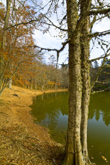 Autumn in the Foresta Umbra, Gargano, Apulia, Italy